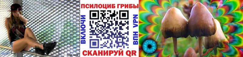 Псилоцибиновые грибы Cubensis  где найти   гидра зеркало  Новая Ладога 